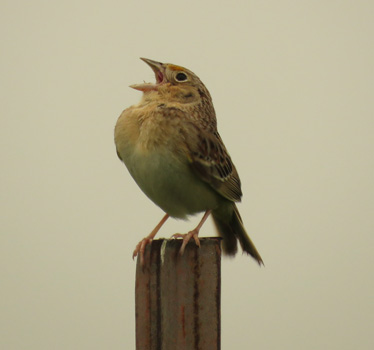 Grasshopper Sparrow 5_15_2020 